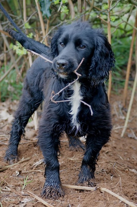 Hund Archy vor der Fütterung mit Breeder's Formula